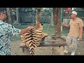 Exploring Pattaya Tiger Park: A Thrilling Encounter with Majestic Beasts!