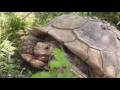 The ULTIMATE SULCATA Tortoise Care INSTRUCTIONS : Kamp Kenan S3 Episode 34