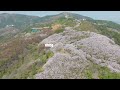 Korea🇰🇷- See Cherry Blossoms In Busan | 부산 벚꽃 | 4K 60p Drone