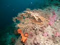 Our secret coral reef || 🇬🇷North Evia Island Greece