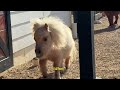 Woman Brought Home A Tiny Horse. Now He's Like A Flying Marshmallow | Cuddle Buddies