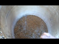 Feeding Chickens Fermented Grains