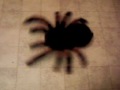 It's Not Blackmail. Just a Giant Spider.AVI