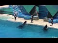 Best Wildlife Shows in Abu Dhabi (SeaWorld) #seaworldabudhabi #dolphin