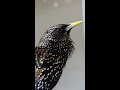 Talking Starling / Bessette Da Birdie / Her Song XO