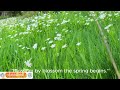 4K-🌿BEAUTIFUL SPRING POWER OF NATURE TO REDUCE STRESS RELAXATION WITH BIRDS SINGING