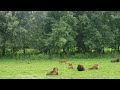 Buffalo calf chases turkeys