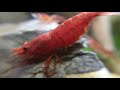 Berried Red Cherry Shrimp