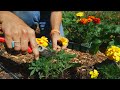 Marigold Flowers 101: Planting, Care & Harvesting for These Beautiful, Beneficial Pollinators