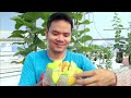 How to Grow Melon in Container Using Kitchen Waste