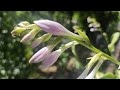 Procvetala Hosta