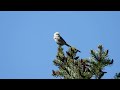 Raniuszki / Long-tailed tits