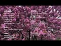 🌸NYC Spring🌸 | Cherry Blossoms at Brooklyn Botanic Garden