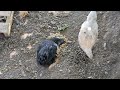 Chickens Enjoying Puked Up Dogfood. WOW!