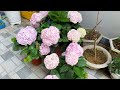 Tips to propagate and care for Hydrangea flowers make your yard more brilliant