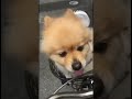 何よりもおやつ！#ポメラニアン #犬 #vlog