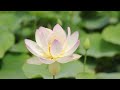 Relaxing Nature Meditation Music, Stress and Anxiety Relief Music, Spa Music, Sleep Music, Zen Music
