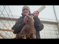 Katahdin Hair Sheep Lambing Season Part 1