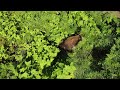 Following a Bear with my Drone