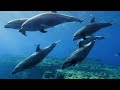 THE GREATEST ANIMALS 8K ULTRA HD with Animal Sounds (Colorfully Dynamic)