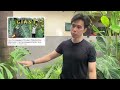 3 Simple Tips to Create a Lush Tropical Home Garden | How to Make Over a Small Tropical Garden