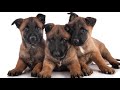 Belgian Malinois Everything You Need to Know