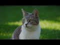 Wildlife Animals 4K Nature Relaxation Film 🍁 Meditation Music, Healing Relaxing Music