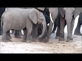 A new elephant life
