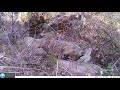 2021 Swan Valley Wildlife Trail Camera Compilation
