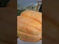 Giant pumpkins 2 in the patch over 2000 pounds #halloween #giantpumpkin #pumpkins #pumpkin