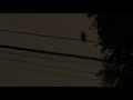 OWL HUNTING AT NIGHT DURING RAINSTORM