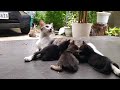 Nursing Mama Cat (Kittens fighting over a nipple) #cat #catlover #kitten