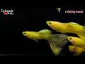 ikan guppy blonde yellow || Relaksasi music