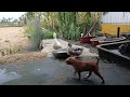 Guilty Dog and cat is so funny😿🐶Try Not to Laugh🐕‍🦺2024 Part 9
