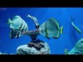 Ocean 4K - Sea Animals for Relaxation, Beautiful Coral Reef Fish in Aquarium (4K Video Ultra HD) #73