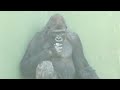 Silverback wakes up and shows his strength to the female gorilla.🔥｜Shabani Group