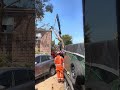 SES removing tree from house 1