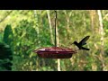 MAJESTIC HUMMINGBIRDS TIME LAPSE ***HIGHLY RECOMMEND***