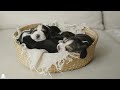 Baby Animals 4K UltraHD | Cute Animals | Autumn Wild Baby Animals With Relaxing Music