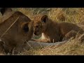 Top 20 cutest baby lions in the world.(8 & 7) [African Safari Plus⁺] 187