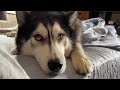 Naughty Husky Sneaks in My Mum’s Bed! And Tries To Charm Her!