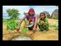 [481] राजस्थानी लोगों का जीवन | Life in thar desert Rajasthan | Shubh Journey
