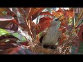 The mother bird comes home to visit her baby who lives alone in the nest