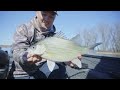 Unbelievable Outing Fishing on the Great Mississippi River (White bass+Walleye+Sauger)