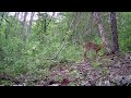 Baby deer #nature #wildlife #babyanimal #baby #deer #trailcam #viralvideo #subscribe #trending #love