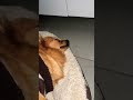 Waking up a snoring doggo having nightmares