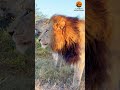 Lioness Catches Leopard While Male Tries His Luck With Her