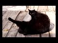 dancing cat