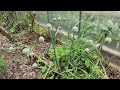 Reworking my rainwater catchment tank