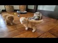 A daily life of Kitkat's kittens